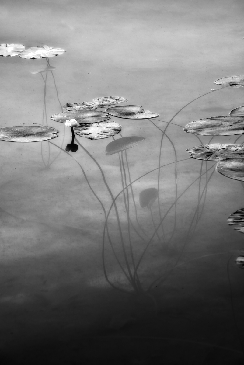 Nymphaea