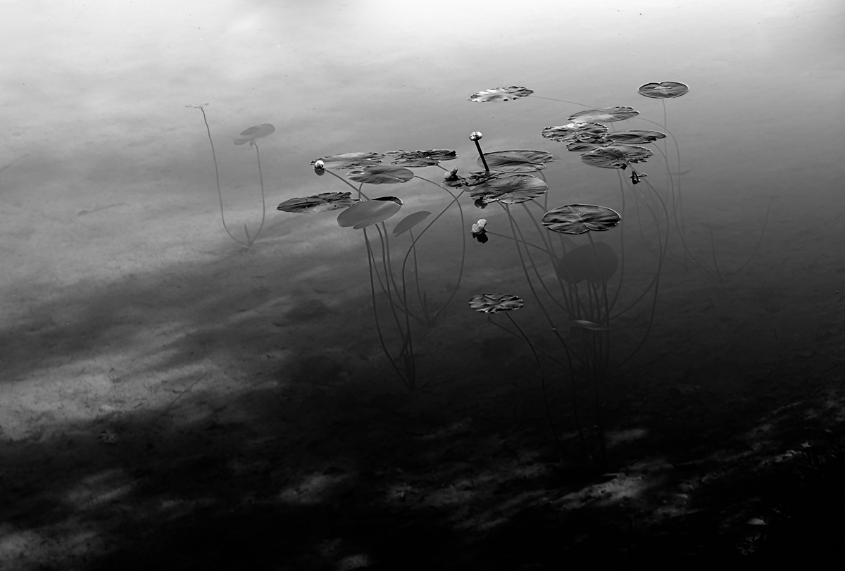 Nymphaea