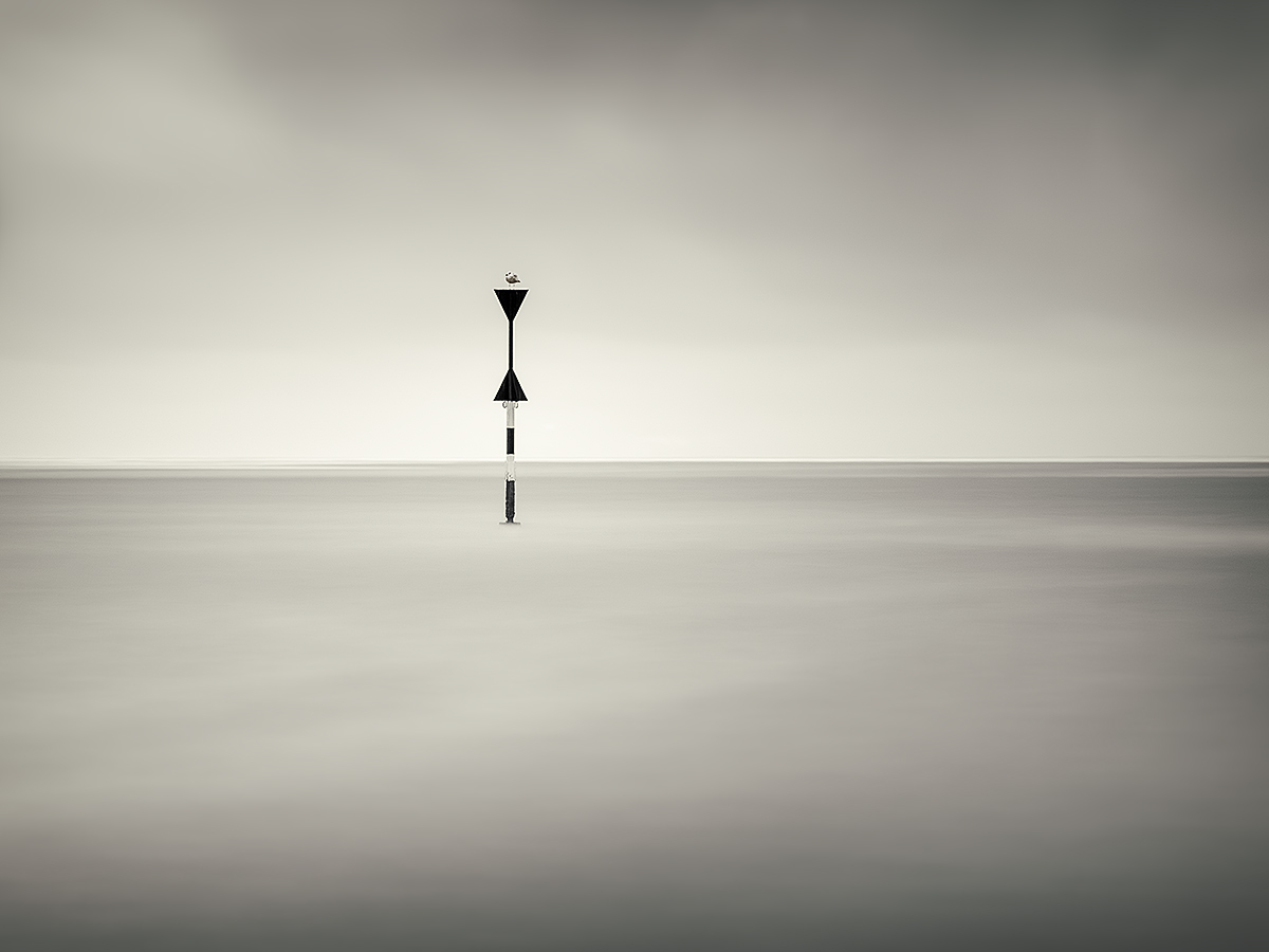 Lonely seagull