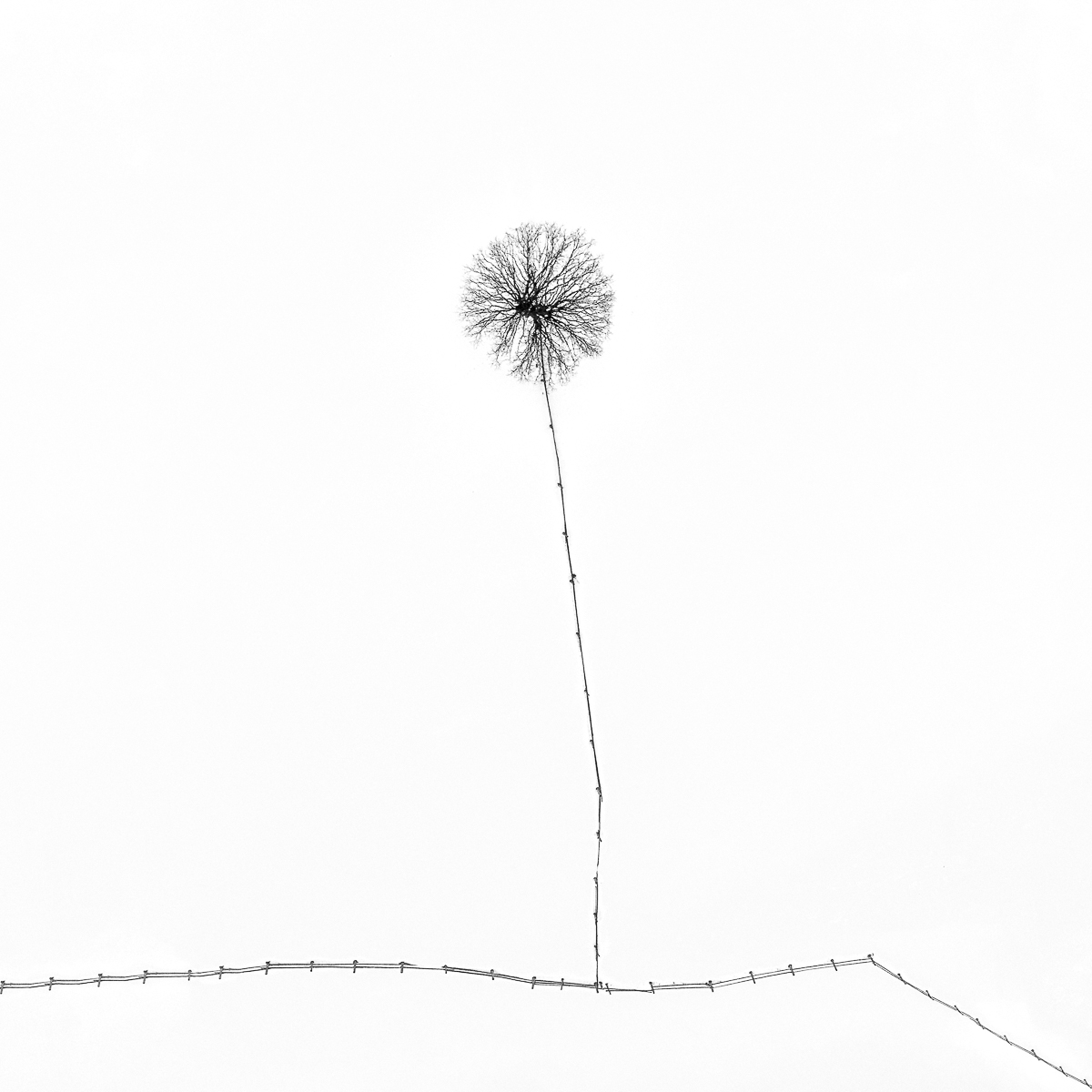 Winter Drawings
