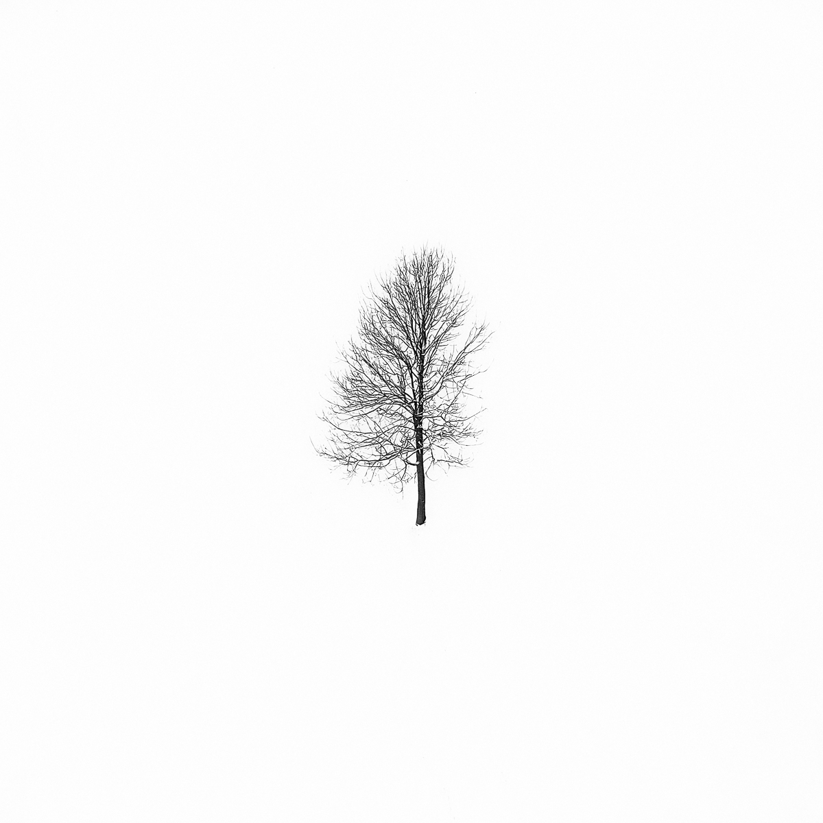 Winter Drawings