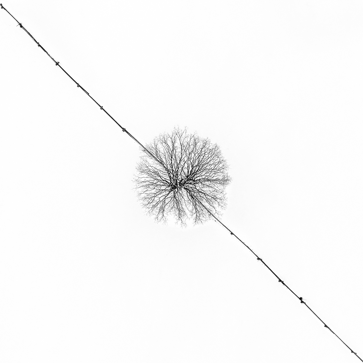 Winter Drawings