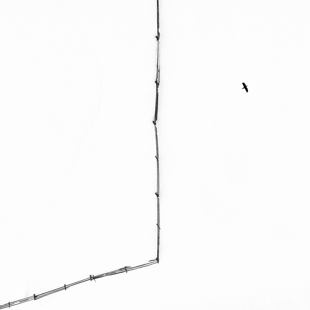 Winter Drawings
