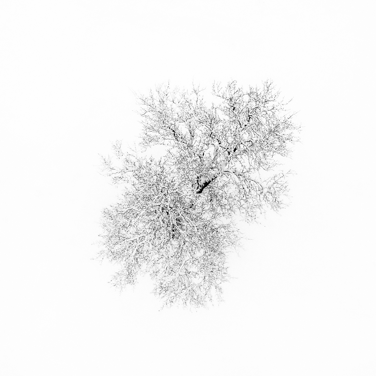 Winter Drawings