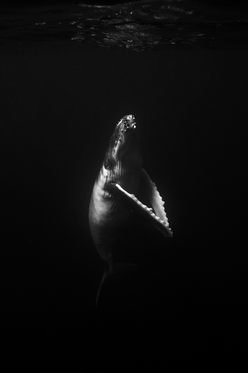 Underwater Ballet
