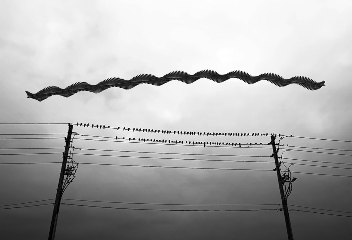 Wings Over Concrete