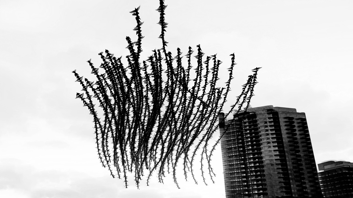 Wings Over Concrete