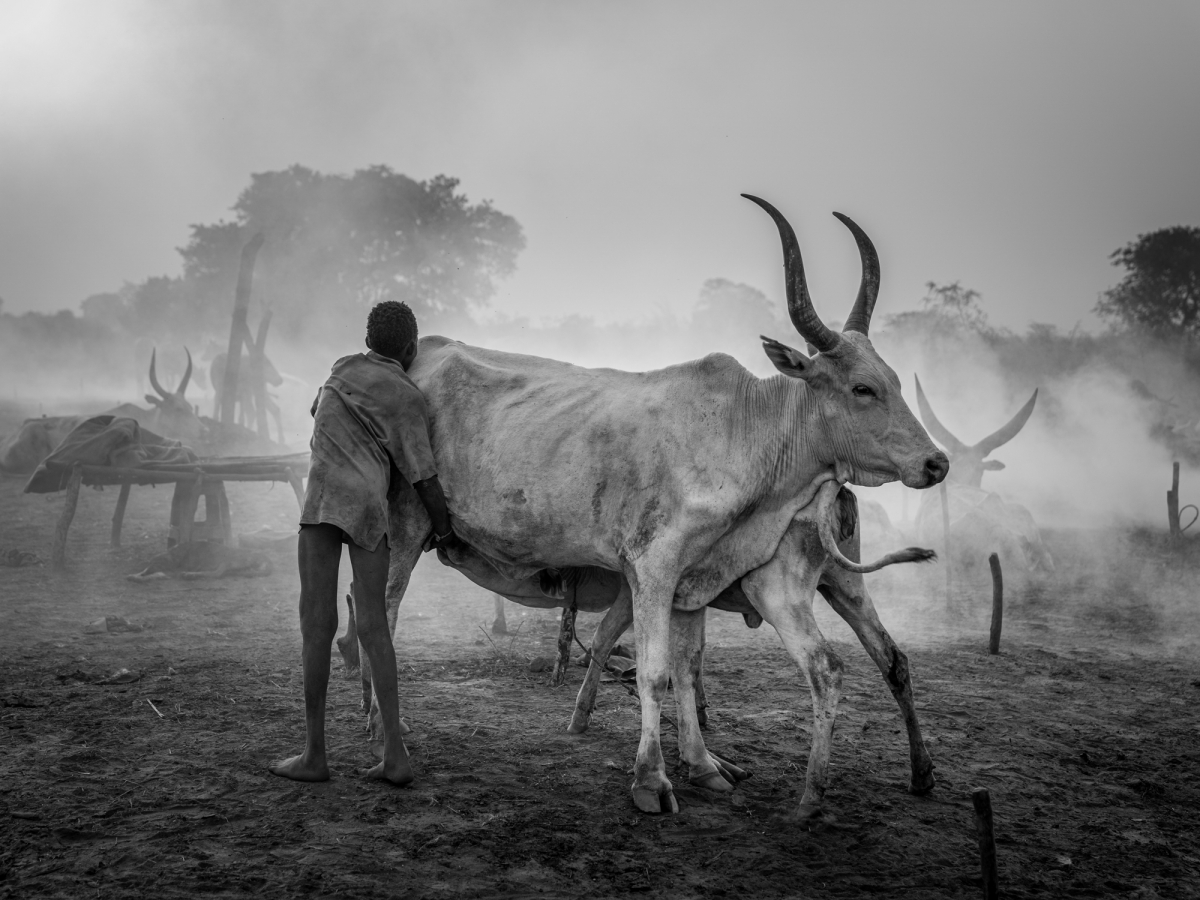 Dust, Horns, and Humanity