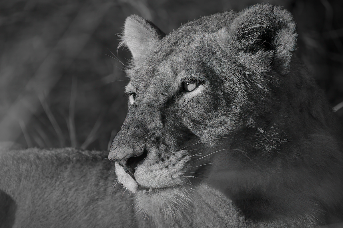 Echoes of a Vanishing Wilderness
