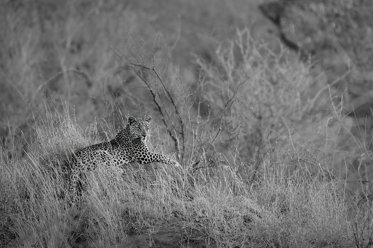 Echoes of a Vanishing Wilderness