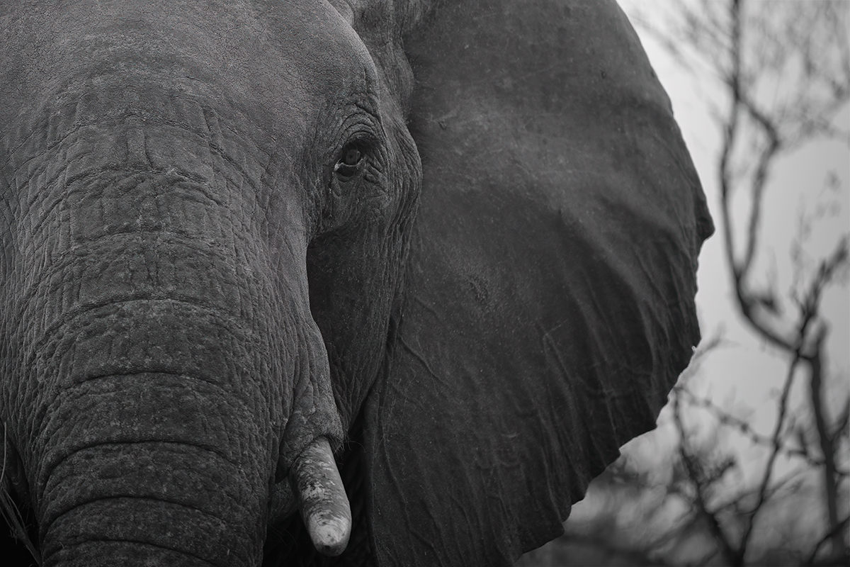 Echoes of a Vanishing Wilderness