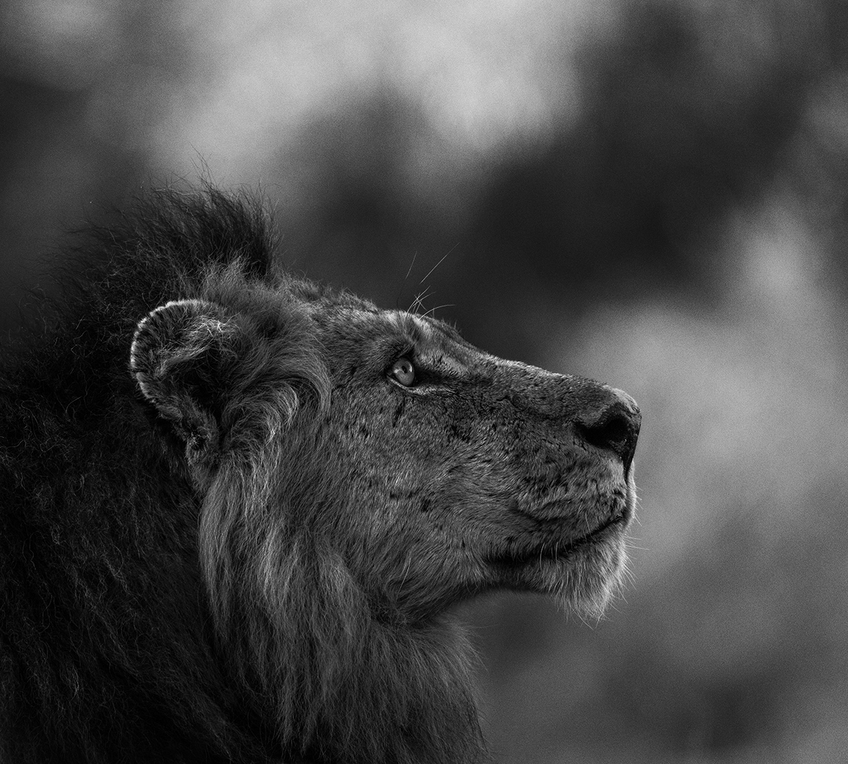 The Wonderer