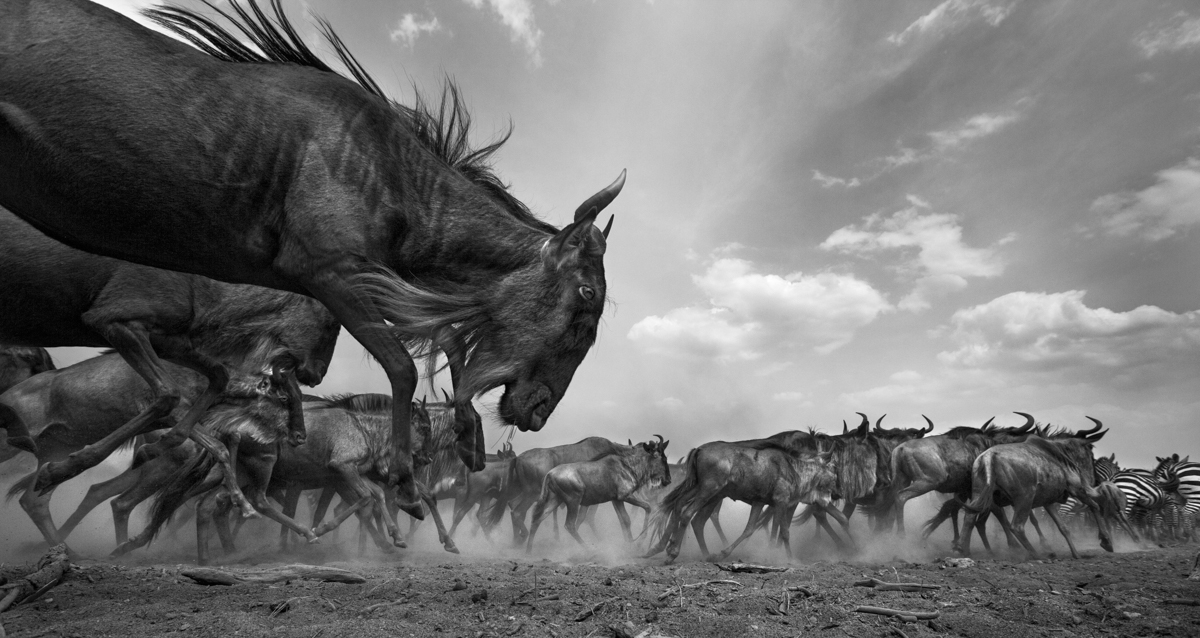 The Great Migration