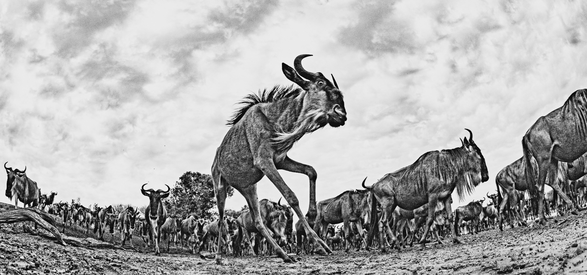The Great Migration
