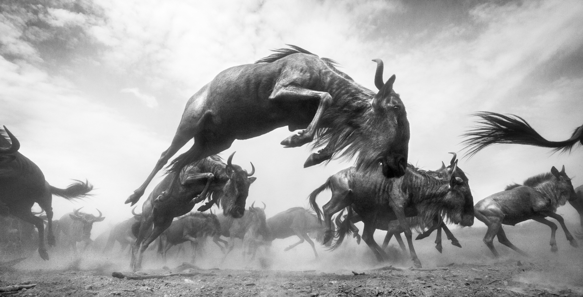The Great Migration