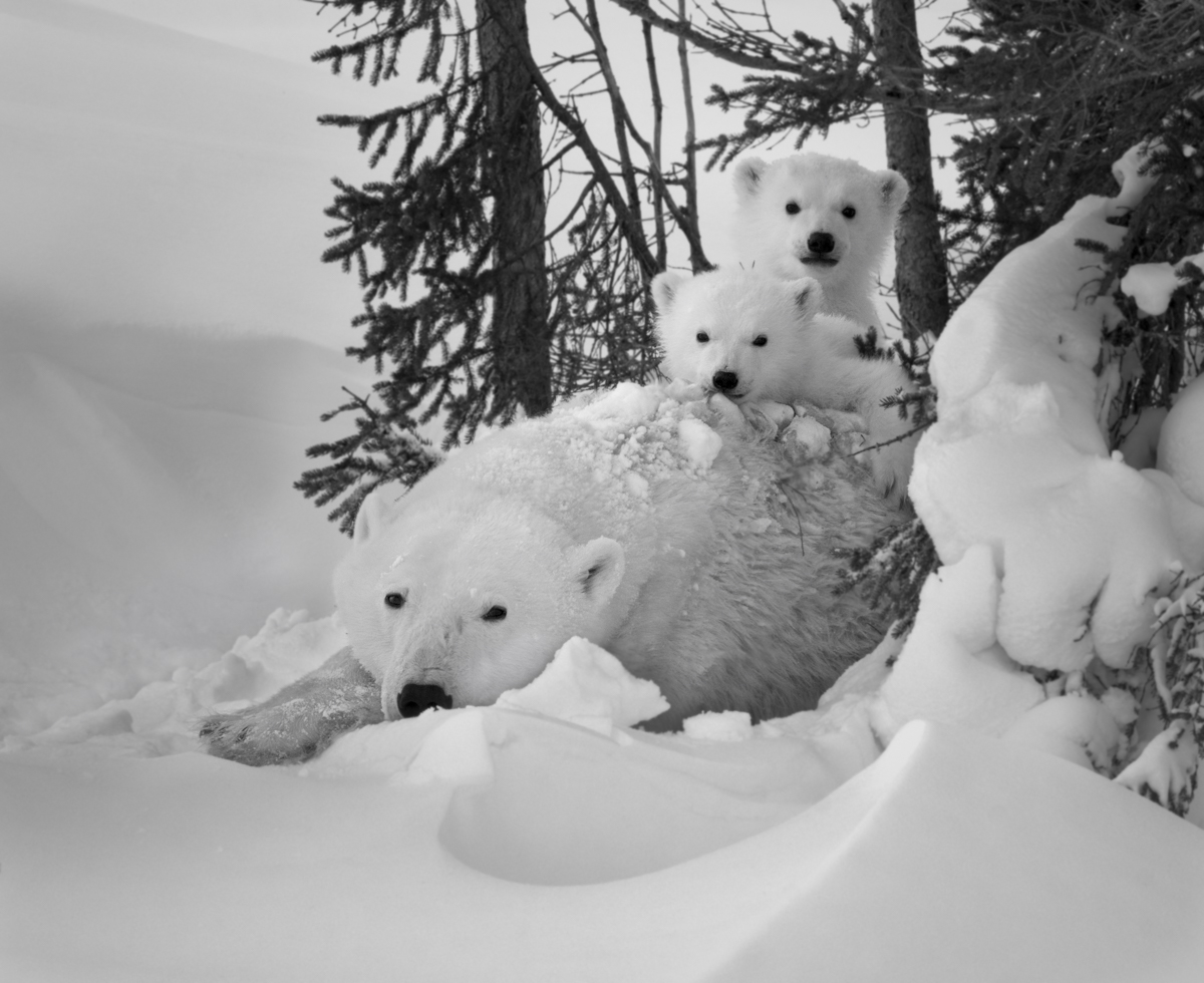 A New Polar Bear Family