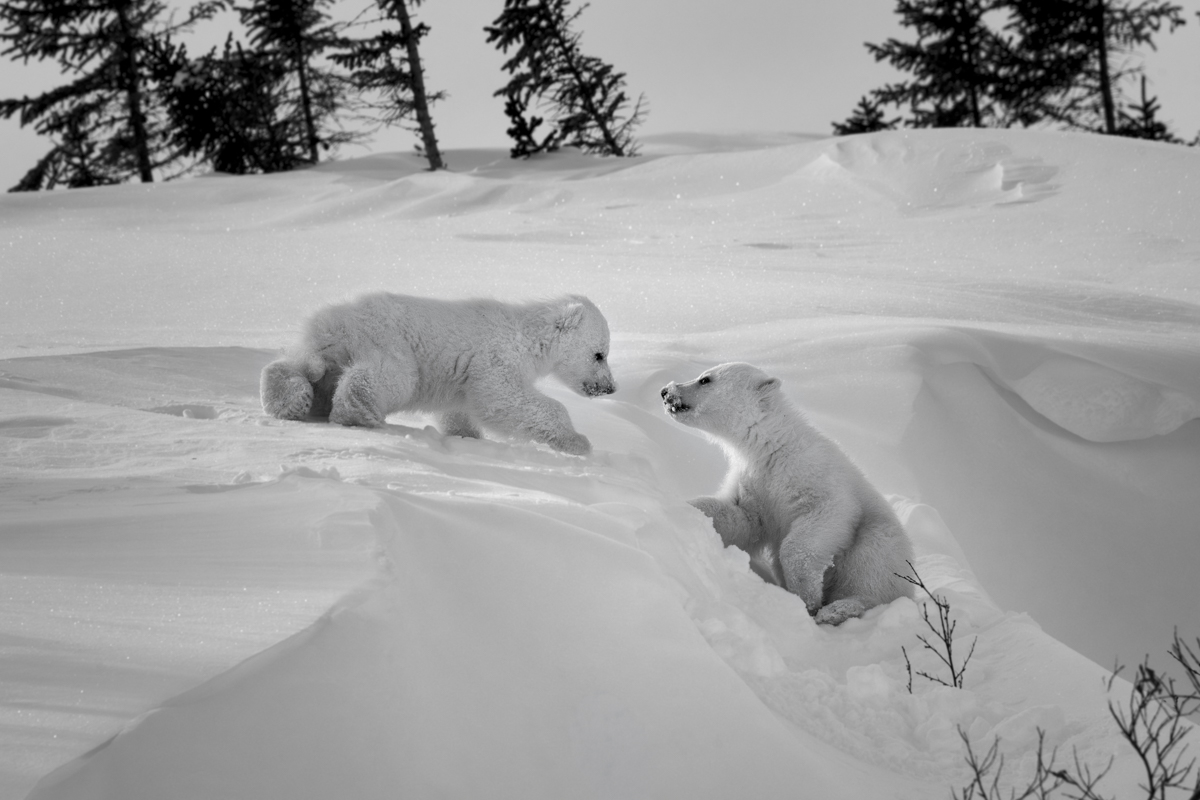 A New Polar Bear Family