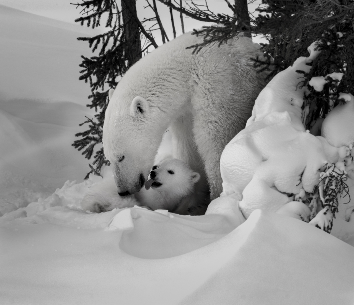 A New Polar Bear Family