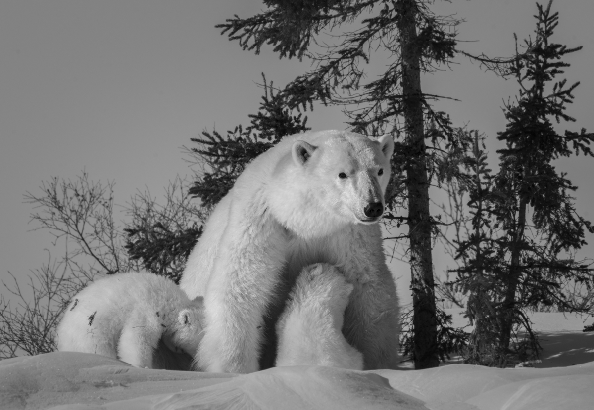 A New Polar Bear Family