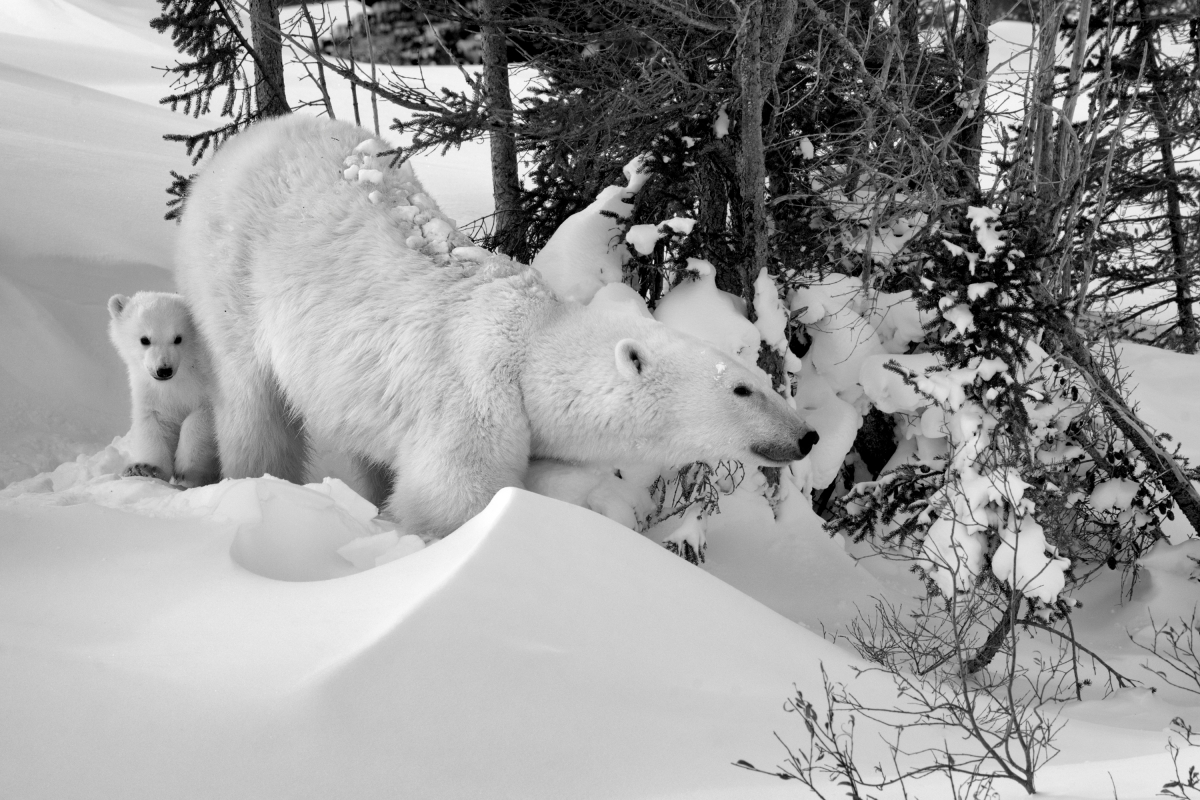 A New Polar Bear Family