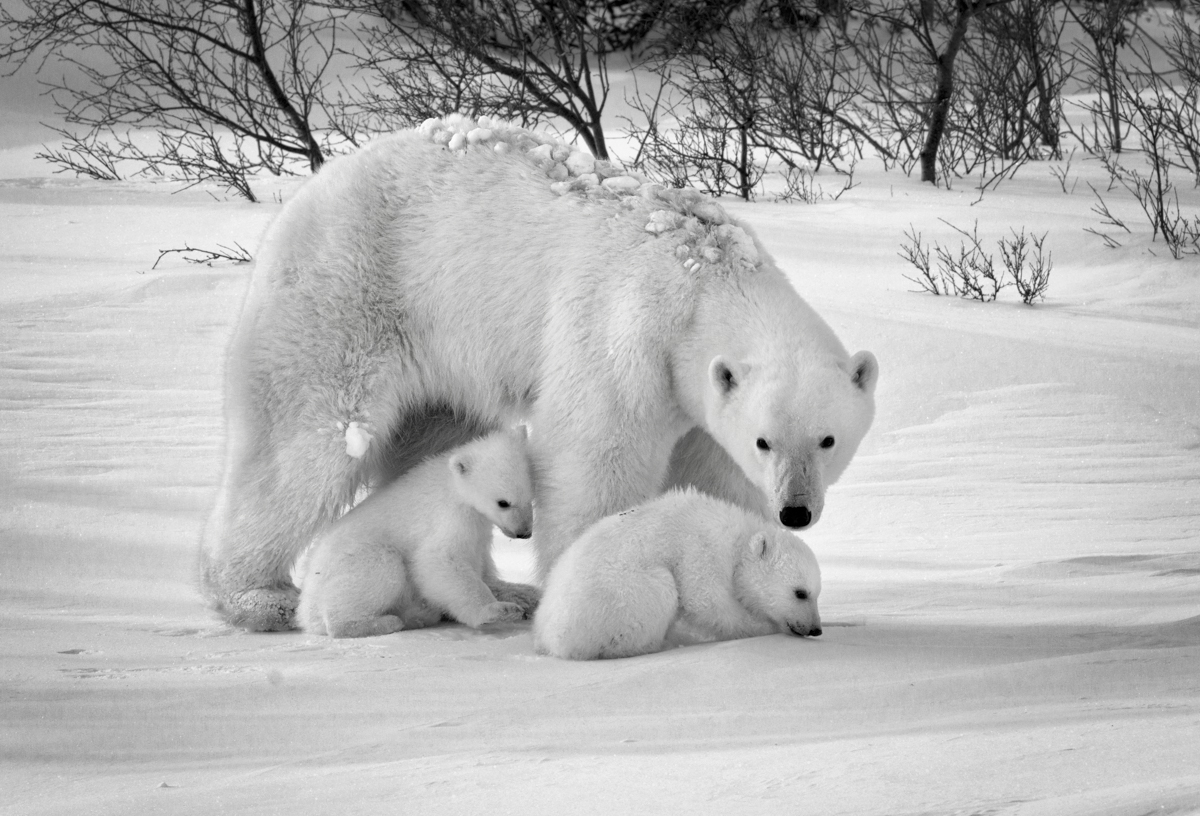A New Polar Bear Family