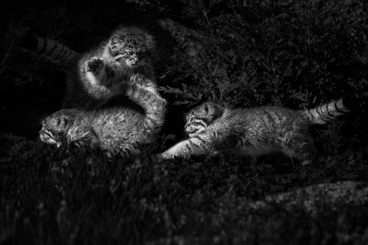 Between Stone and Sky: A Pallas’s Cat Allegory