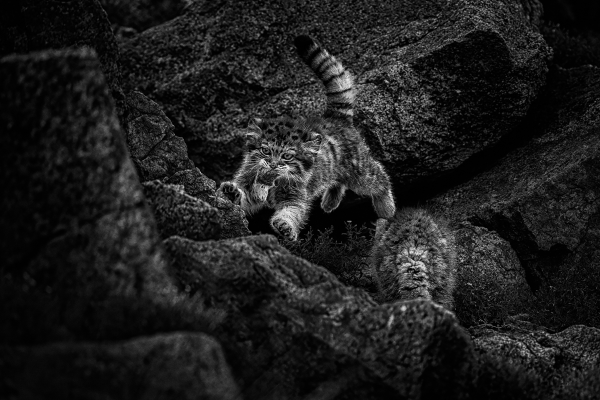 Between Stone and Sky: A Pallas’s Cat Allegory