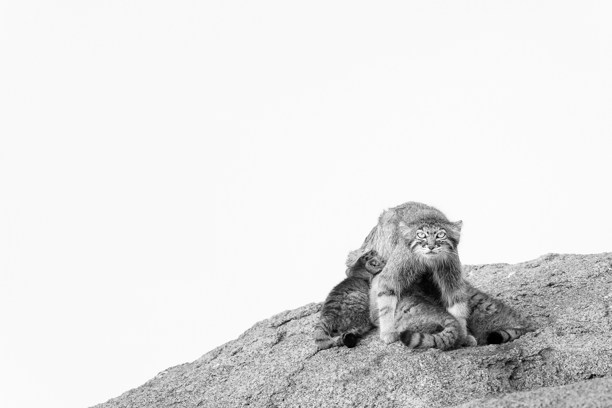Between Stone and Sky: A Pallas’s Cat Allegory