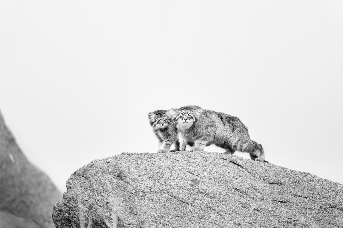 Between Stone and Sky: A Pallas’s Cat Allegory