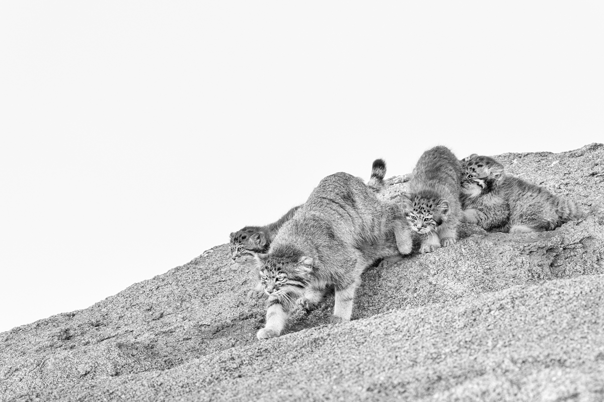 Between Stone and Sky: A Pallas’s Cat Allegory