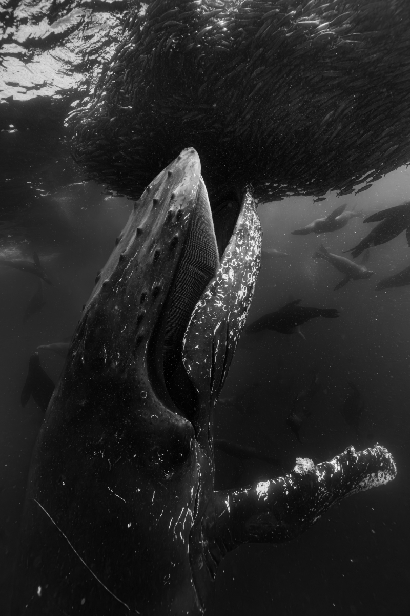 Opportunistic Feeding
