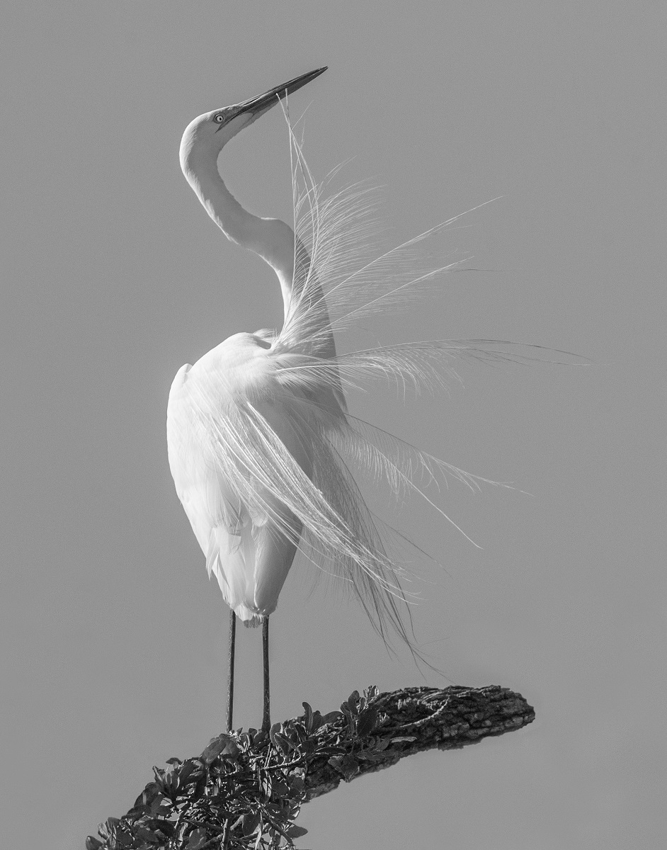 GREAT WHITE EGRET DISPLAY