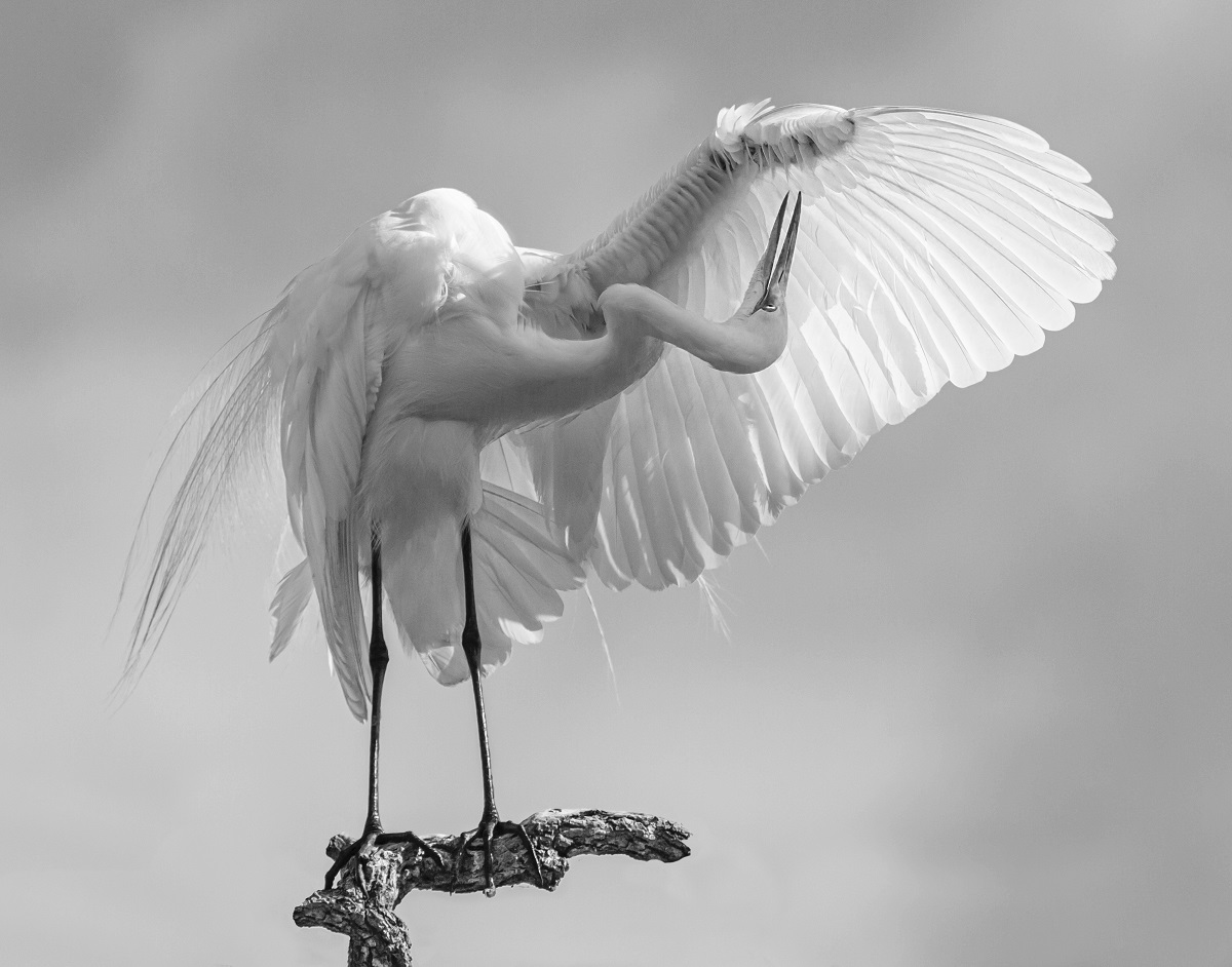 GREAT WHITE EGRET DISPLAY