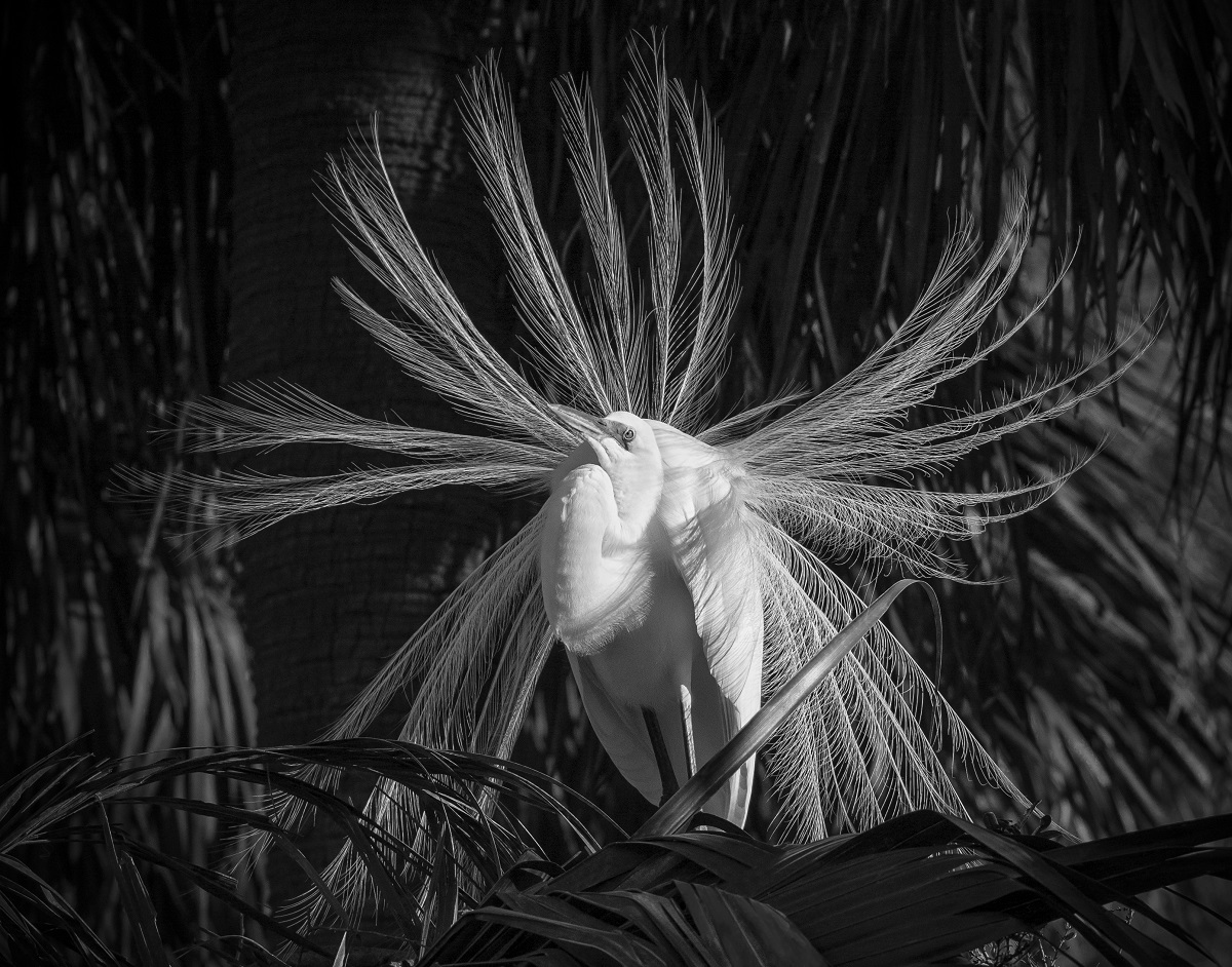 GREAT WHITE EGRET DISPLAY