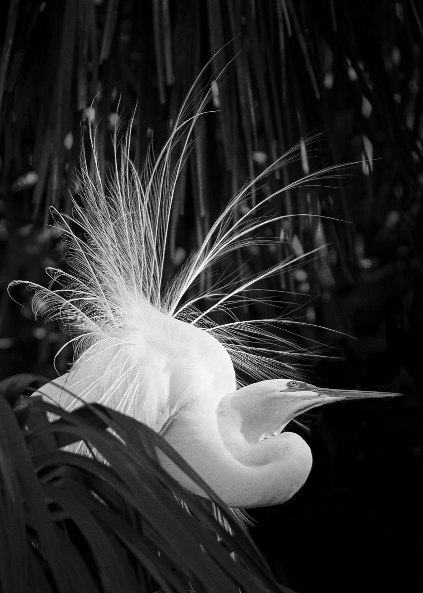 GREAT WHITE EGRET DISPLAY