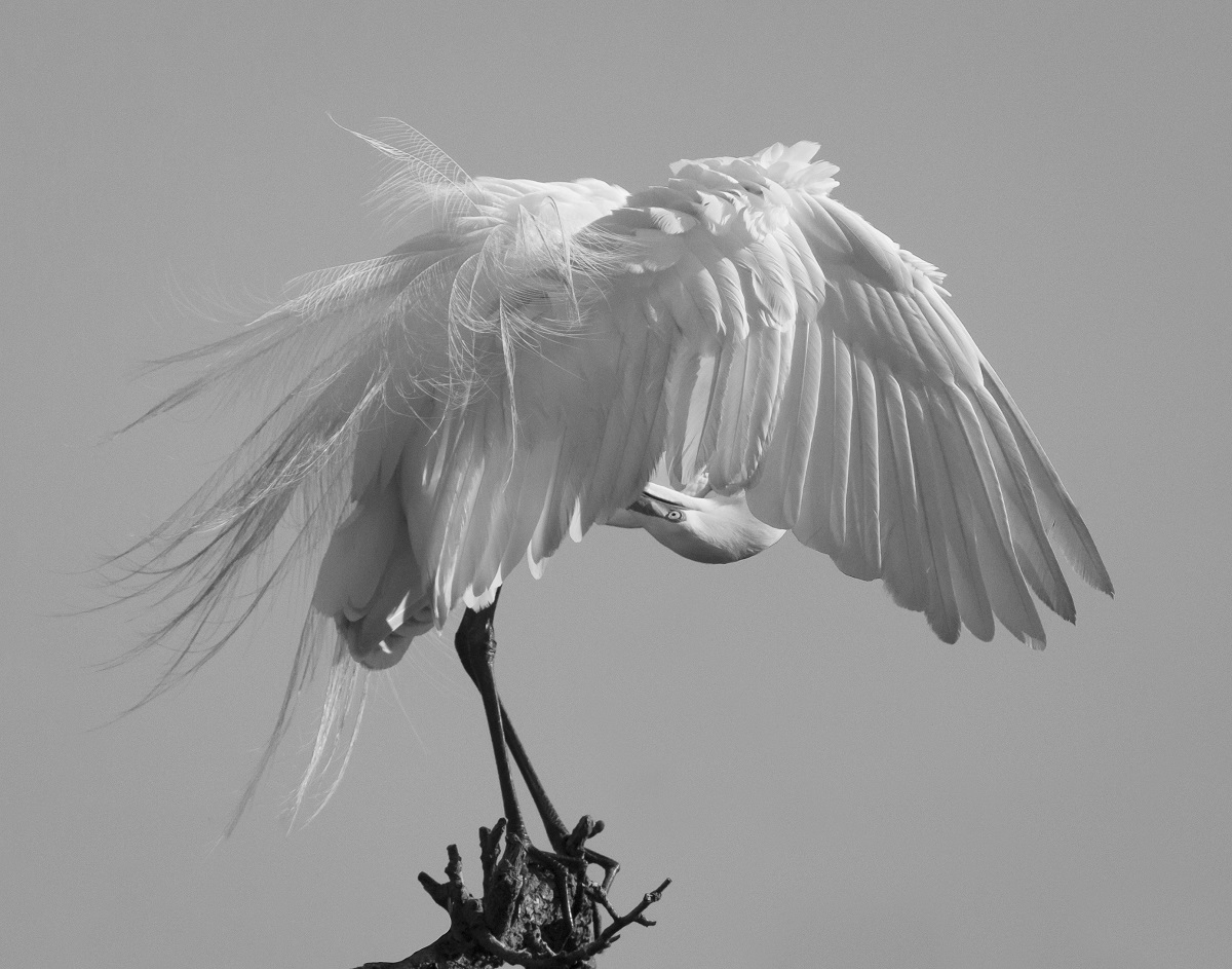 GREAT WHITE EGRET DISPLAY
