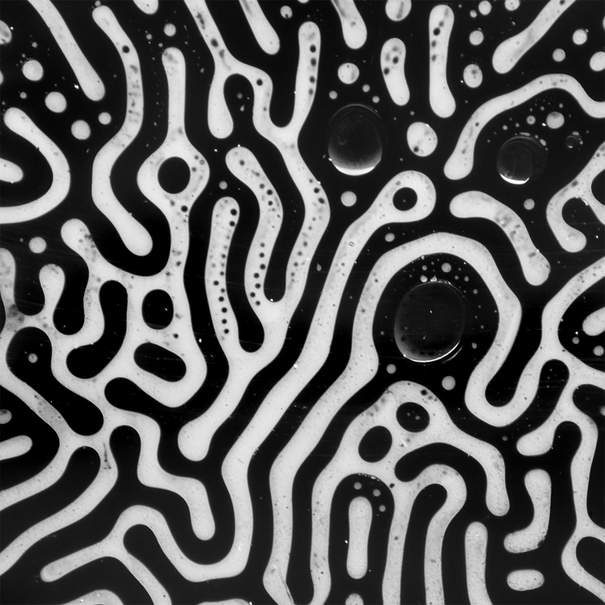 Magnetic Fluids