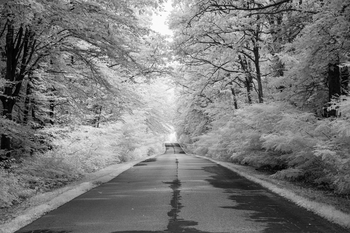 Forest roads