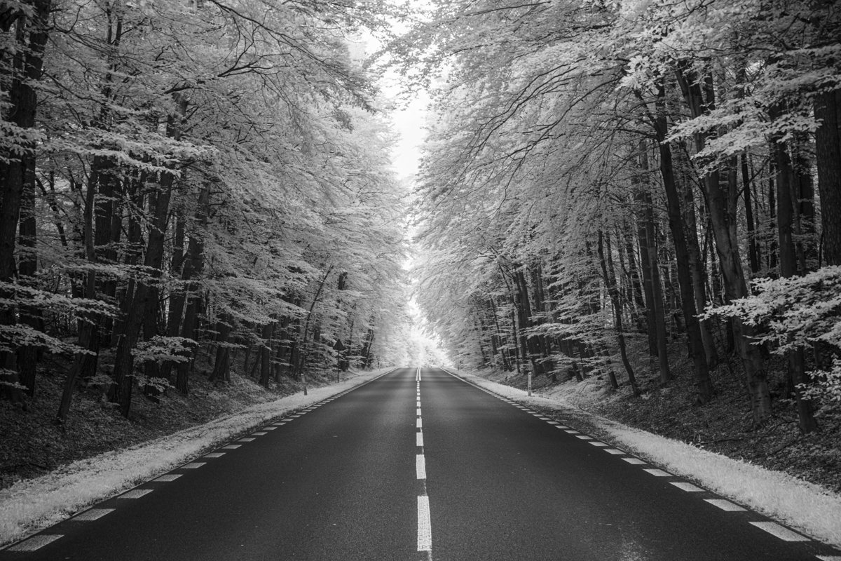 Forest roads