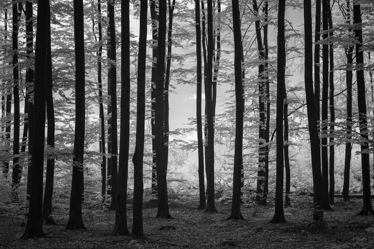 Forest roads