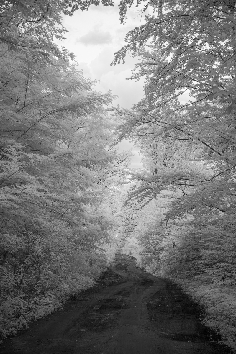 Forest roads