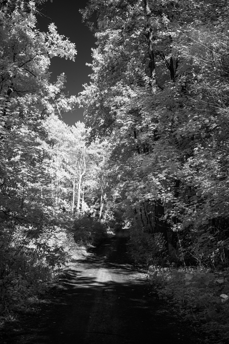 Forest roads