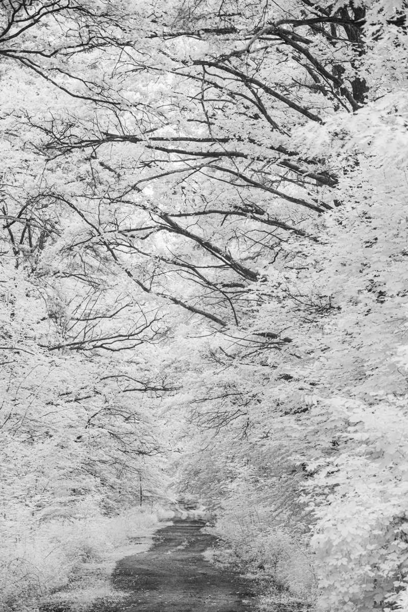 Forest roads