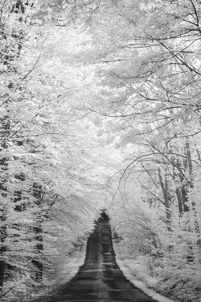Forest roads