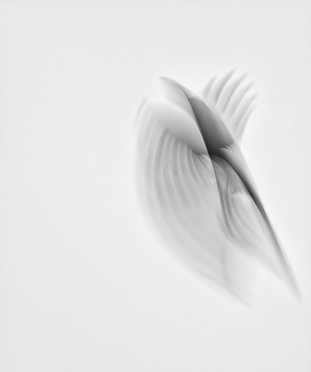 Embryonic Flight