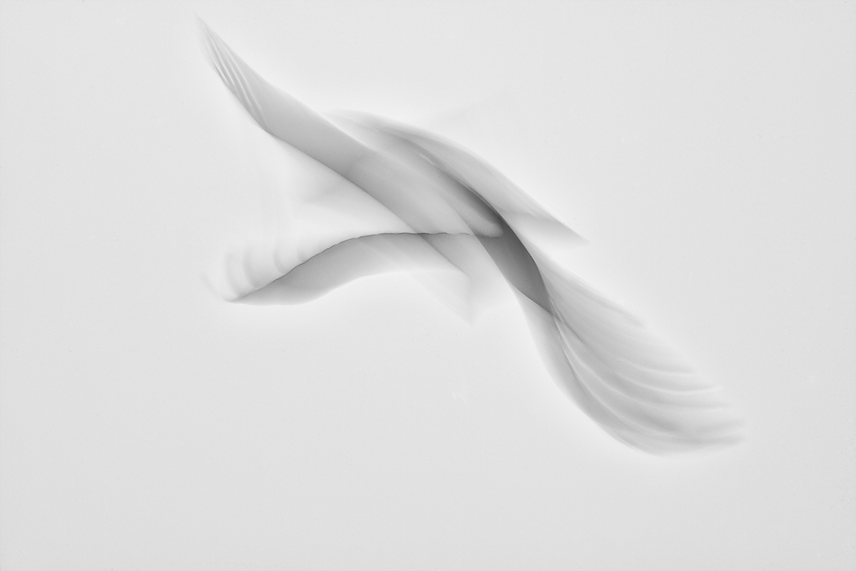 Embryonic Flight