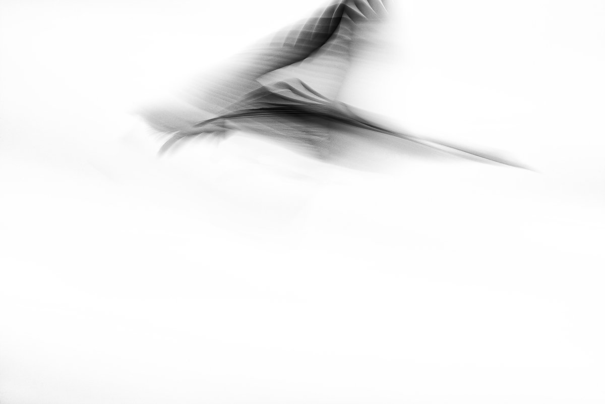 Embryonic Flight