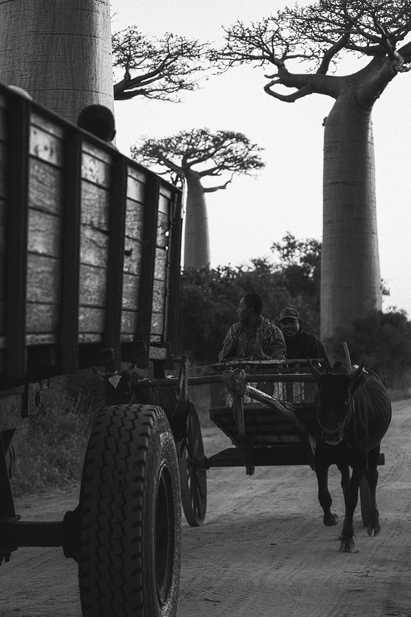 Morondava