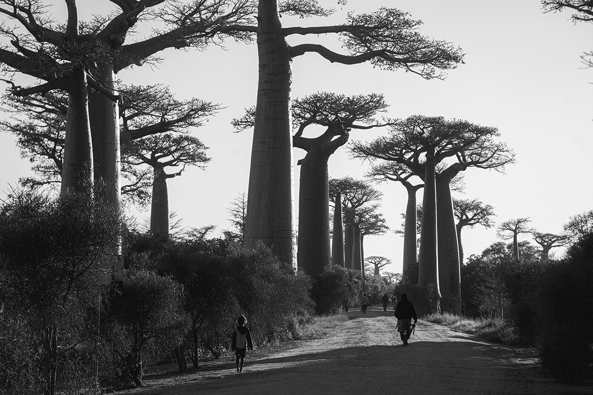 Morondava