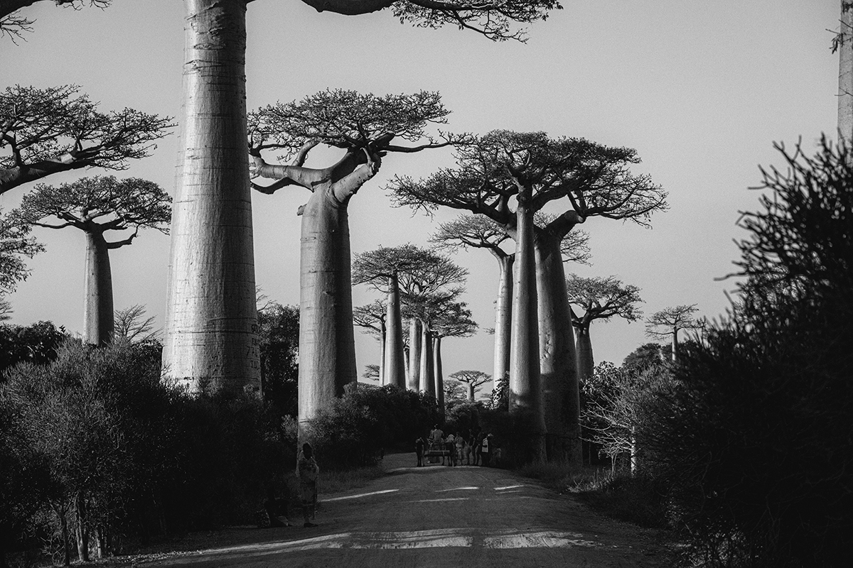 Morondava